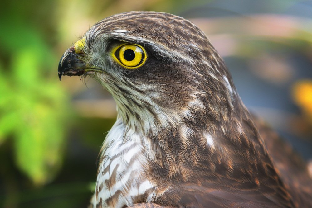 Photograph by Антон Кошетаров