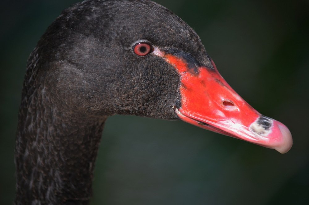 Photograph by Anna Kichapina