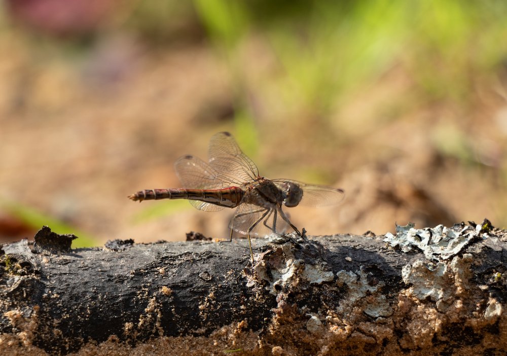 Dragonfly