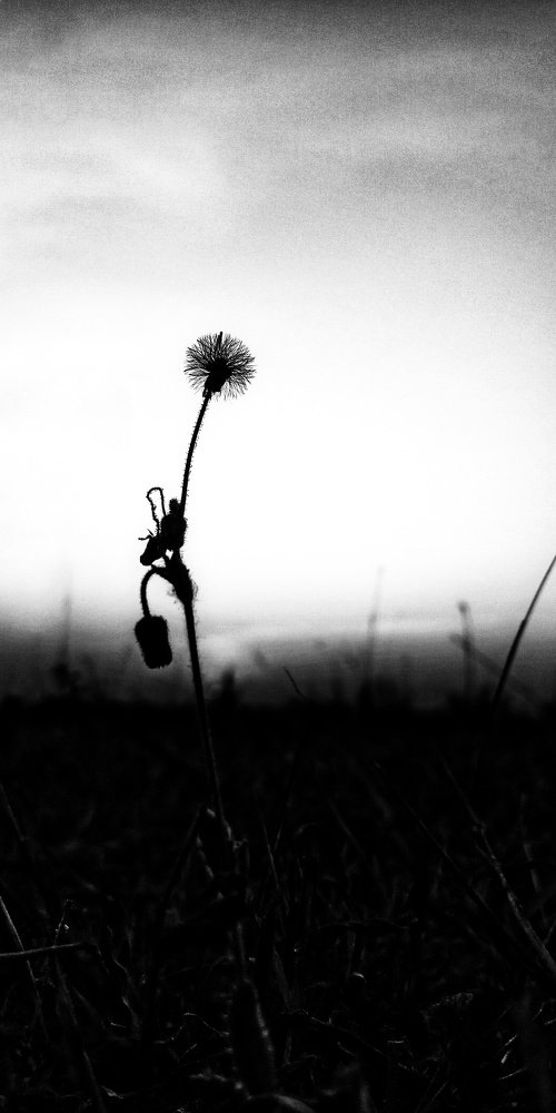 Photograph by Vijayakumar