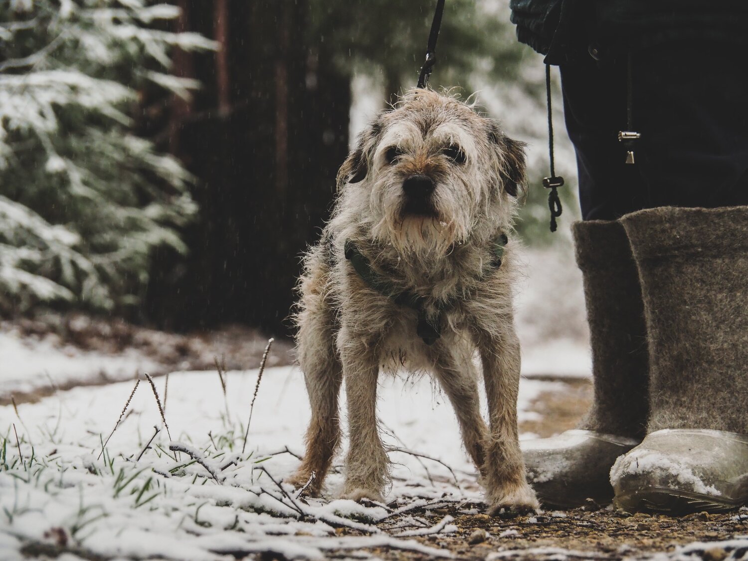 Photo #5329931