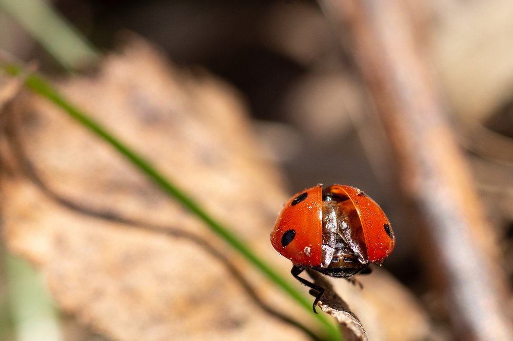 Photograph by Сергей Беляевский