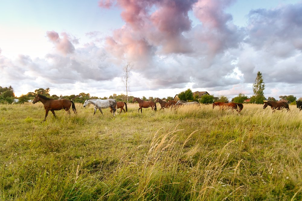 Photograph by Renate Tompsone