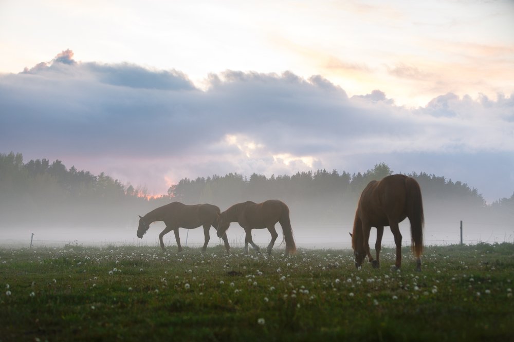 Photograph by Renate Tompsone
