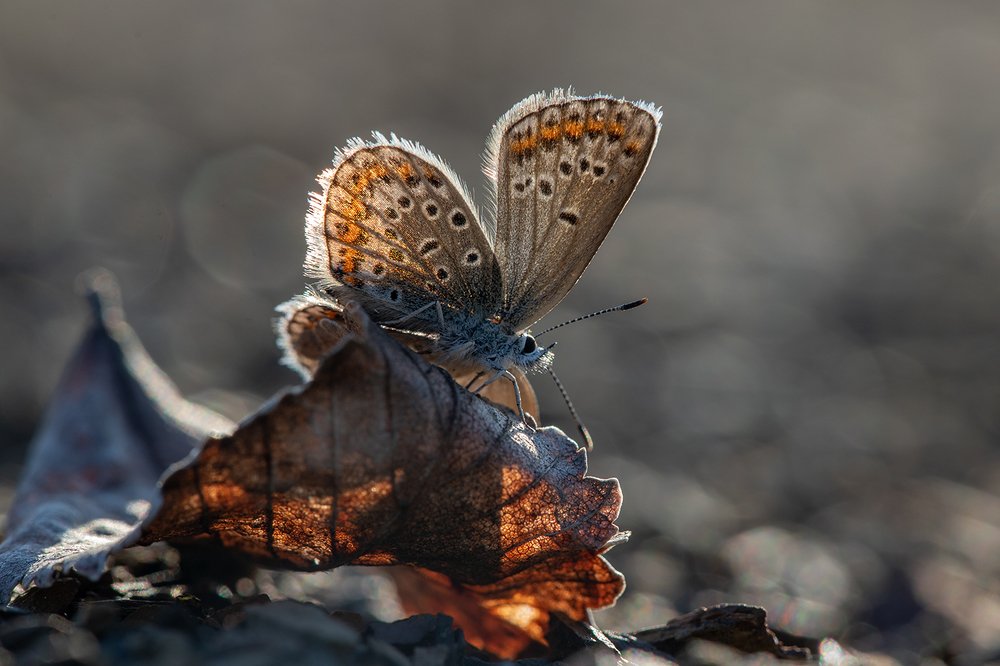 Сквозь лучик света