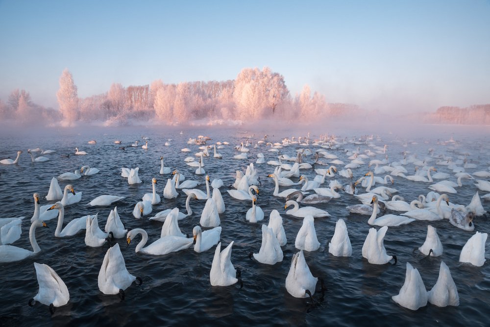 Зимний рассвет на Лебедином озере