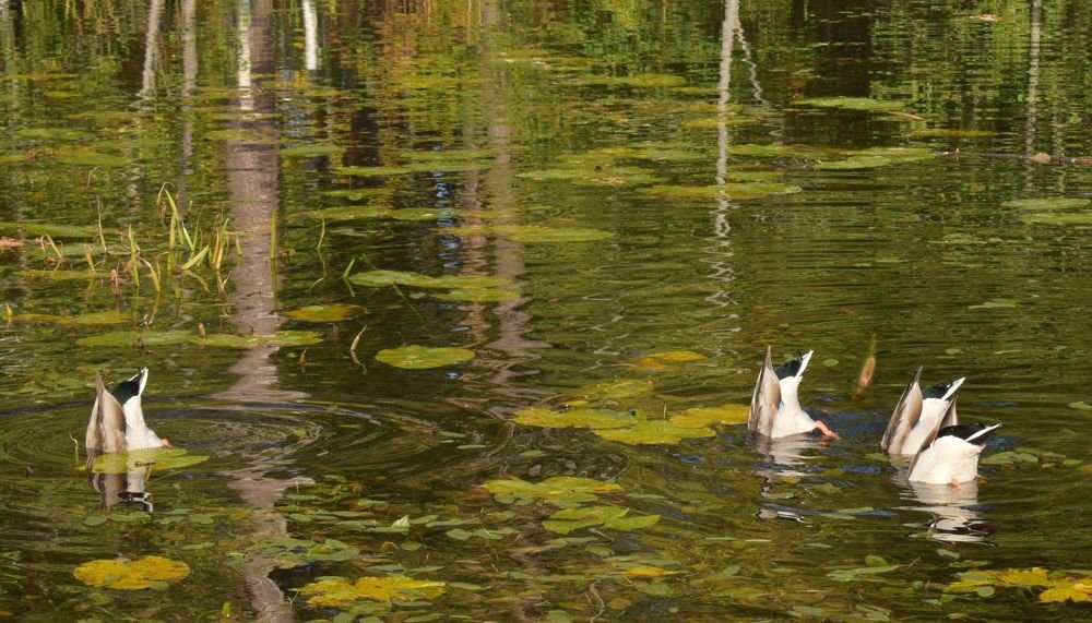 Photograph by Елена Викторовна Богданова