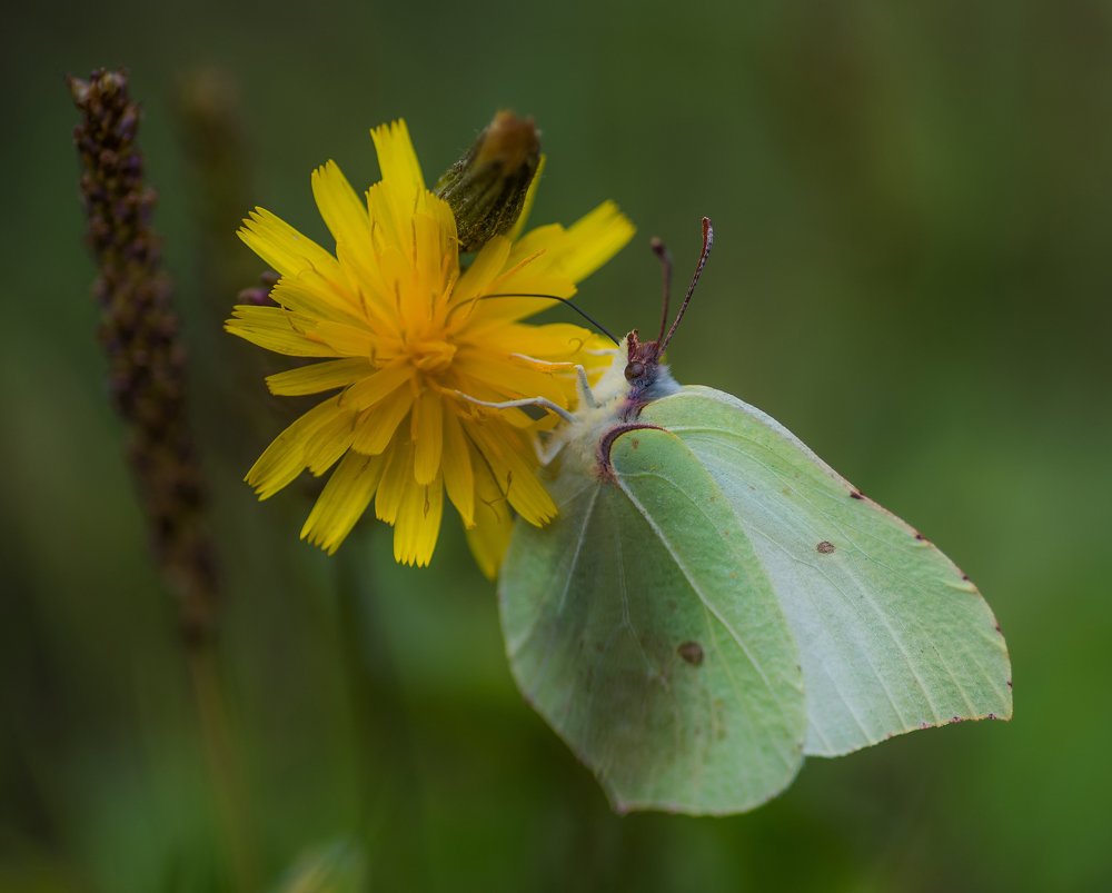 Photograph by Даркина Дарья