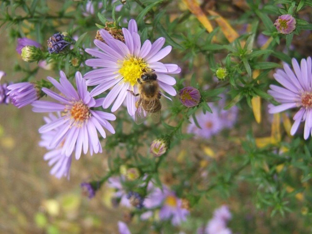 Photograph by Евгений Бригиневич - Снежин
