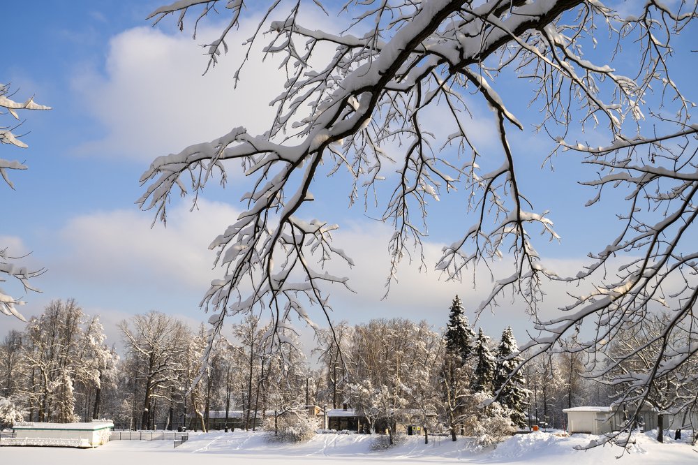 Снежная лапа