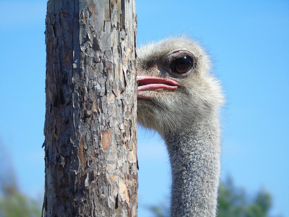 Страус