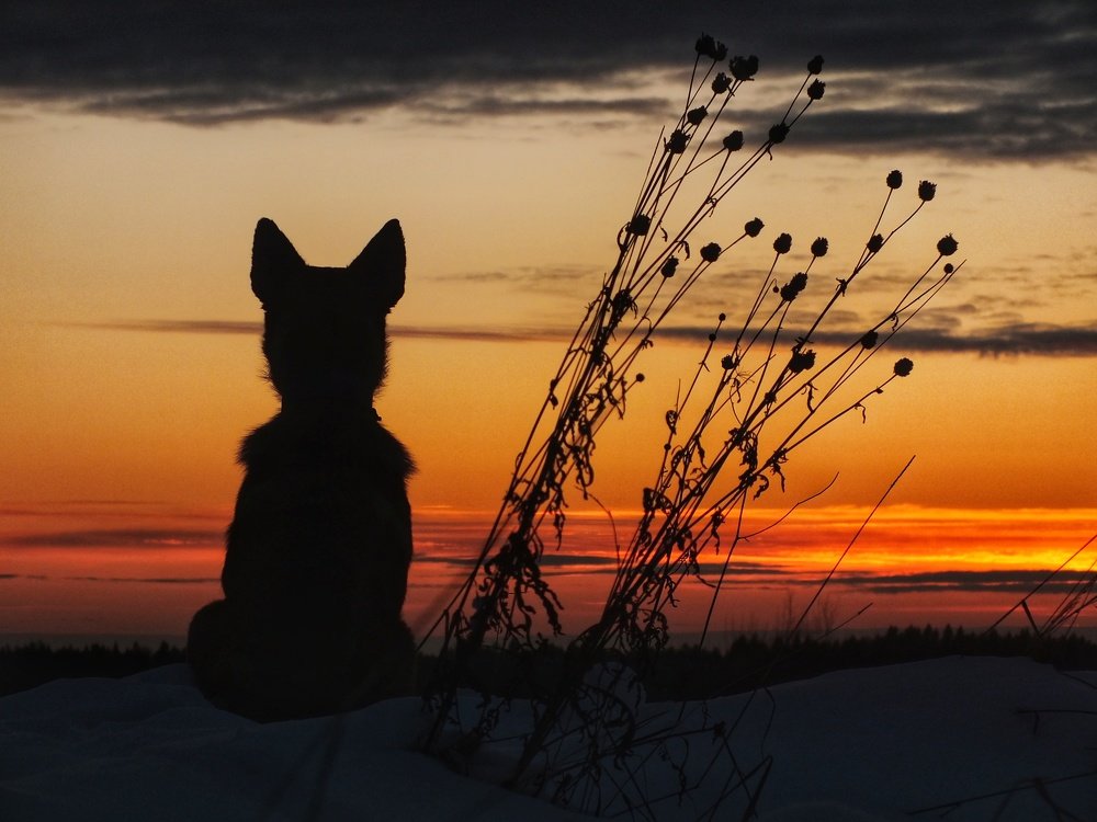Photo #5330726