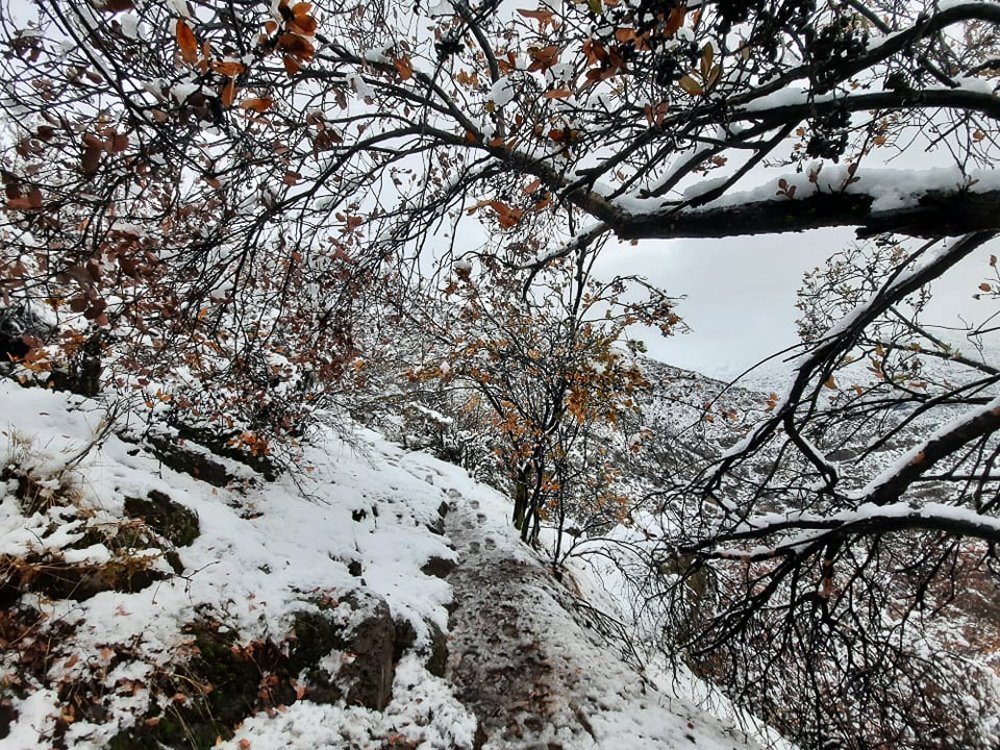 A Snowy Day on the Mountain