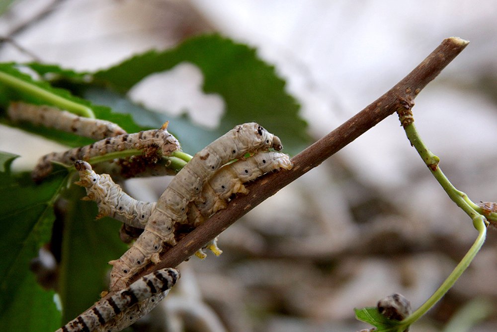 Photograph by Veneta Raynovska