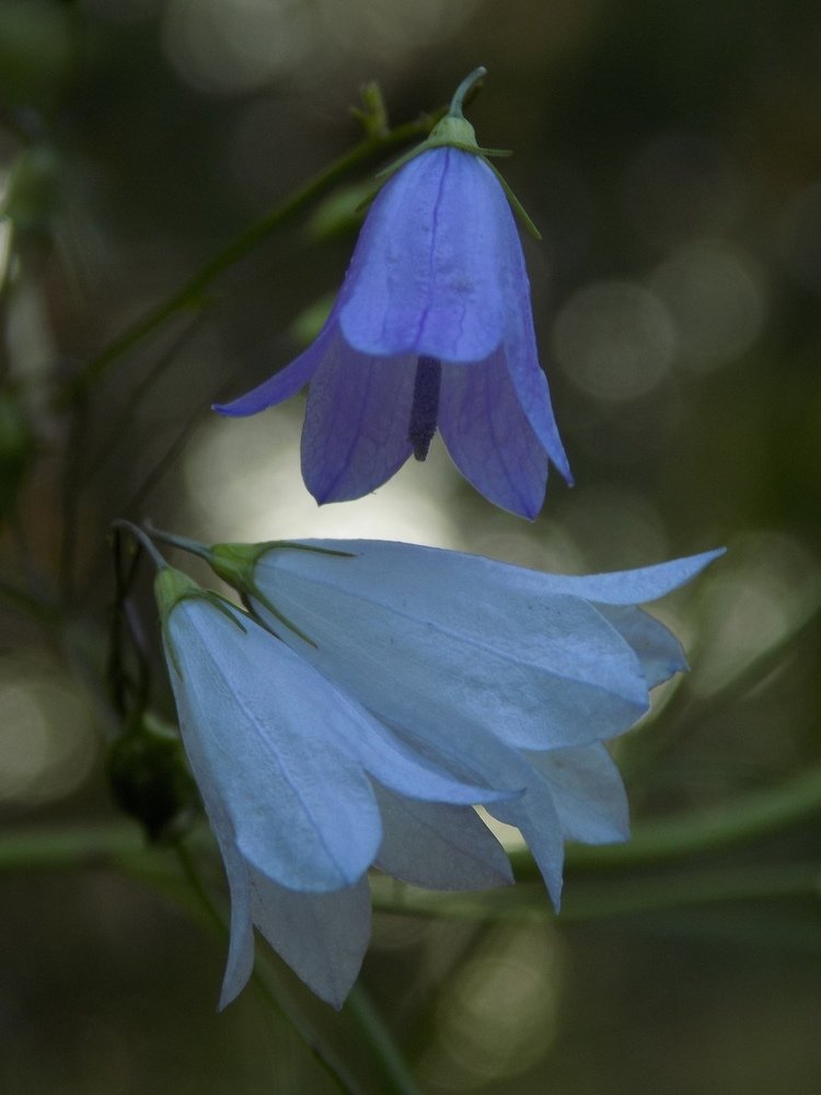 Несравненное.