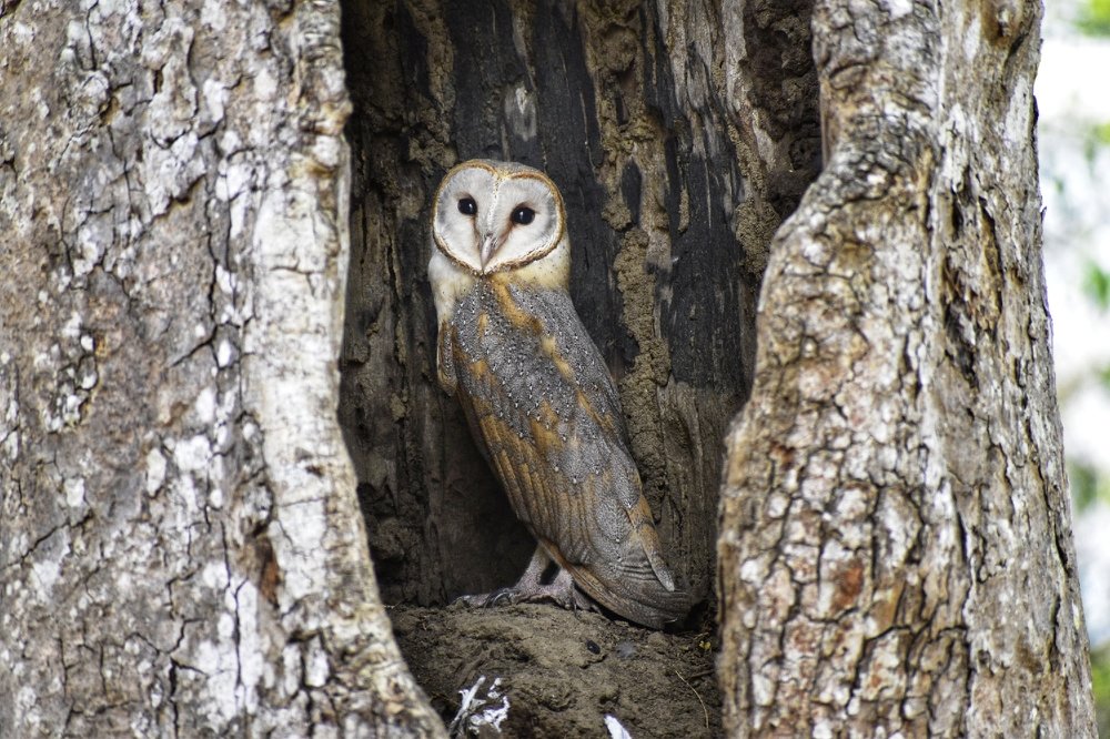 Photograph by Uthaiah Pattachravanda