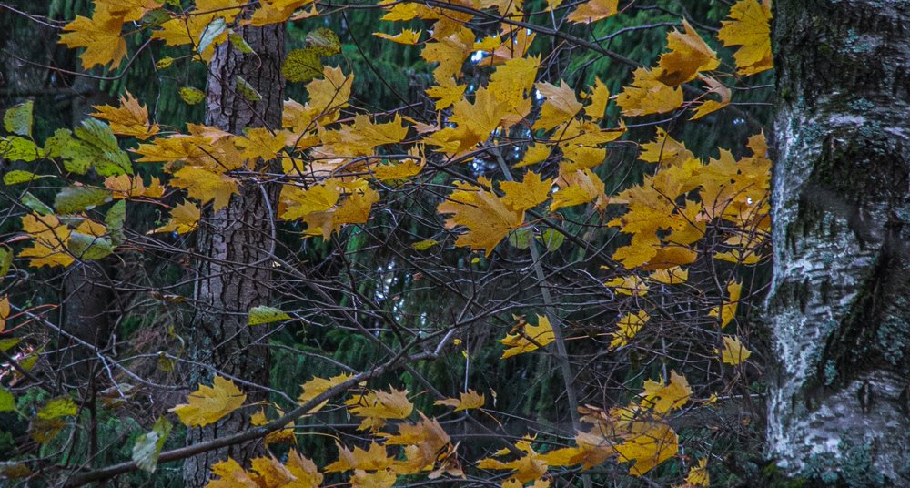 Краски осени