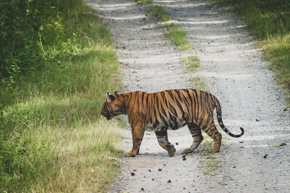Tiger on a evening Walk after a Bath