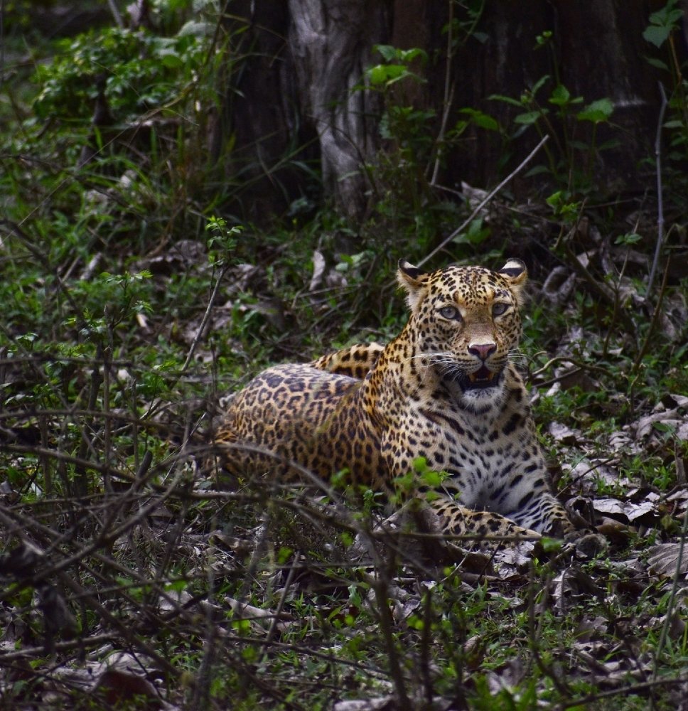 Leopard waiting for a meal