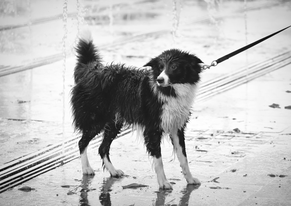 Photograph by Ольга Мендоса