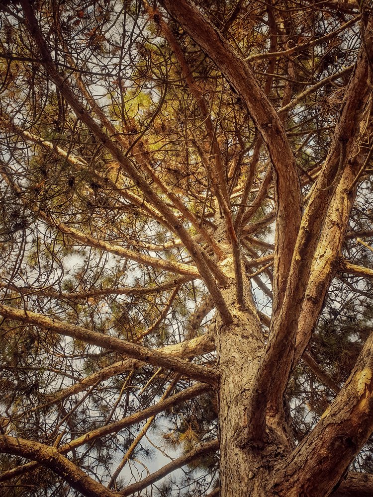 Photograph by Лариса Когтева