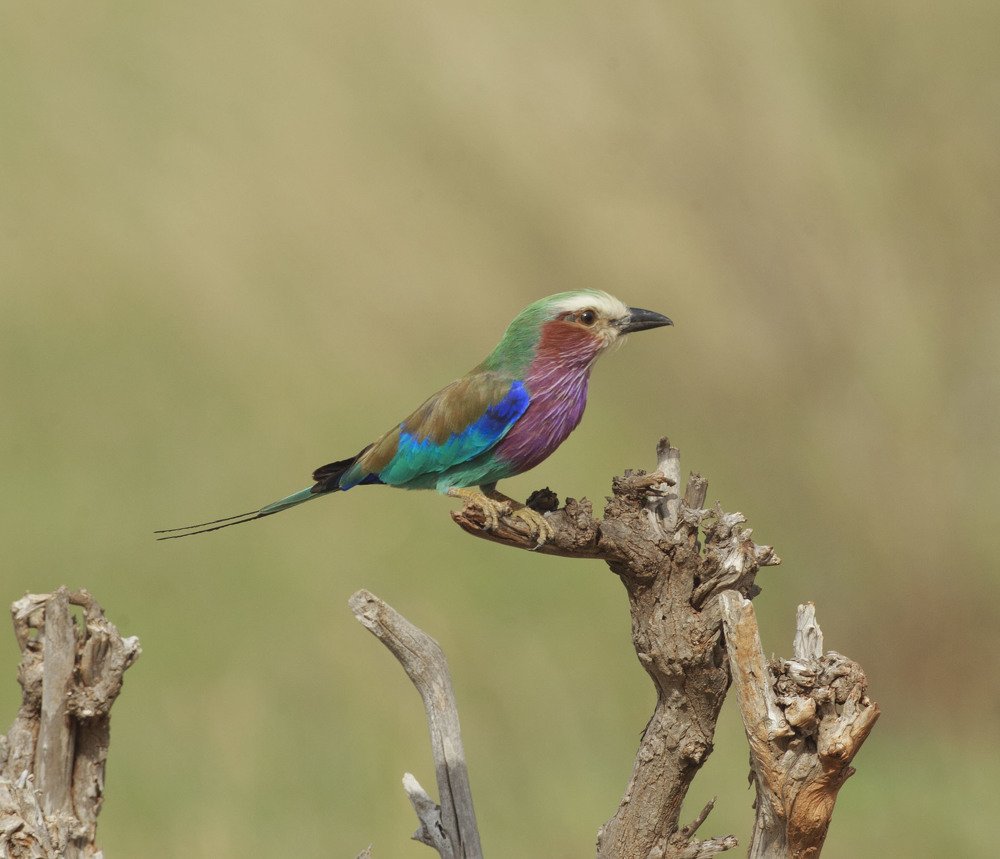 Фотография автора Oskars Smelins