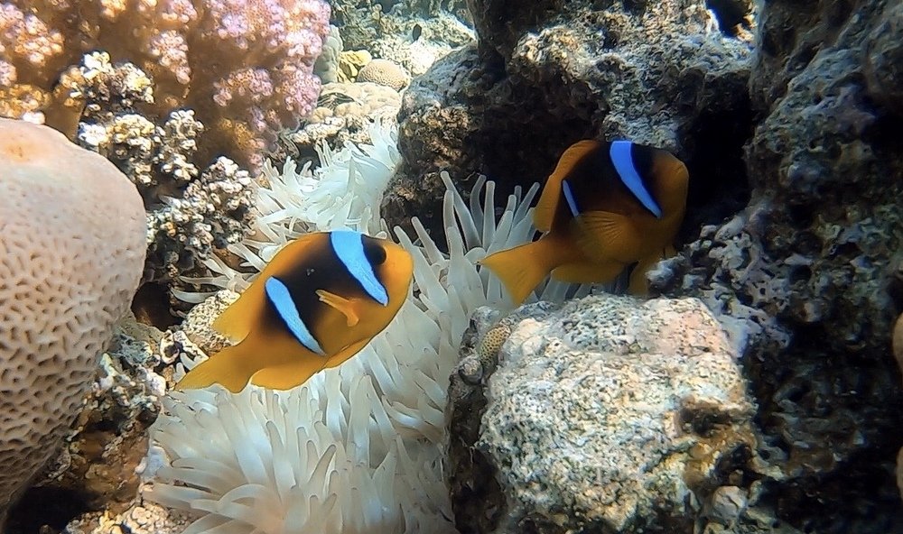 Photograph by Мария Берёзка