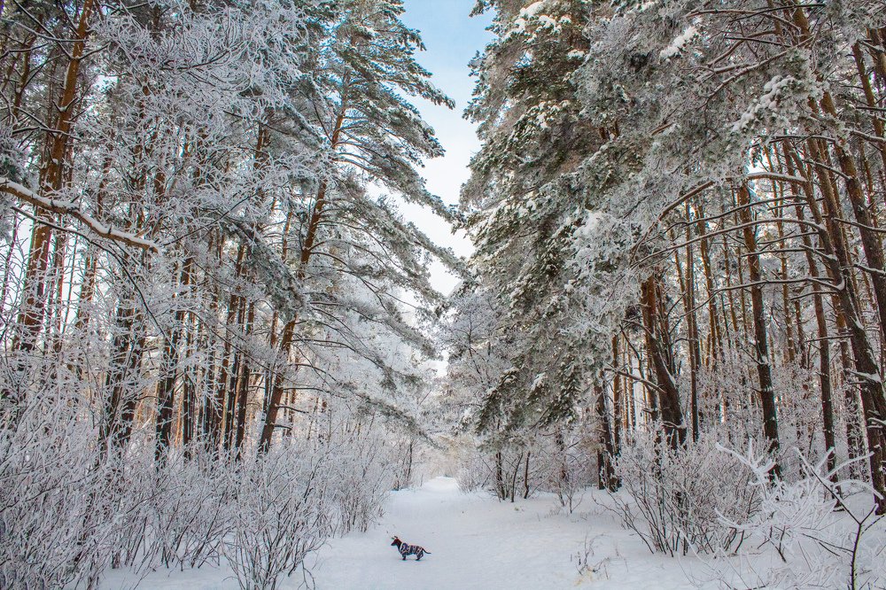 Photograph by Дмитрий Тимин