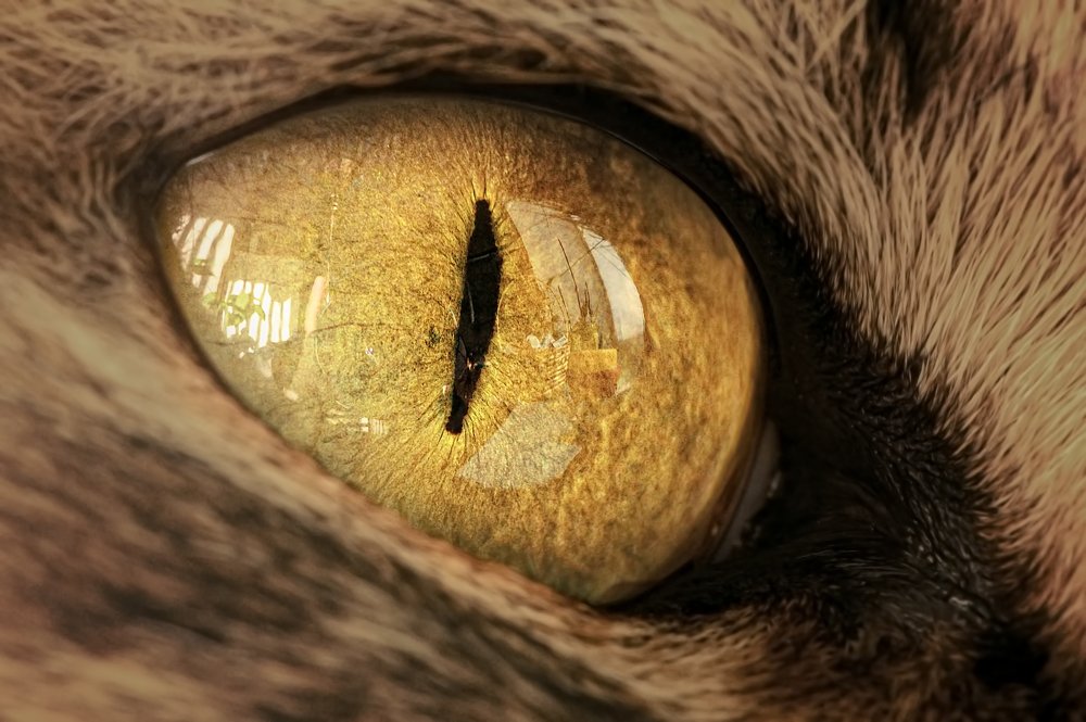 Photograph by Nau-Nau