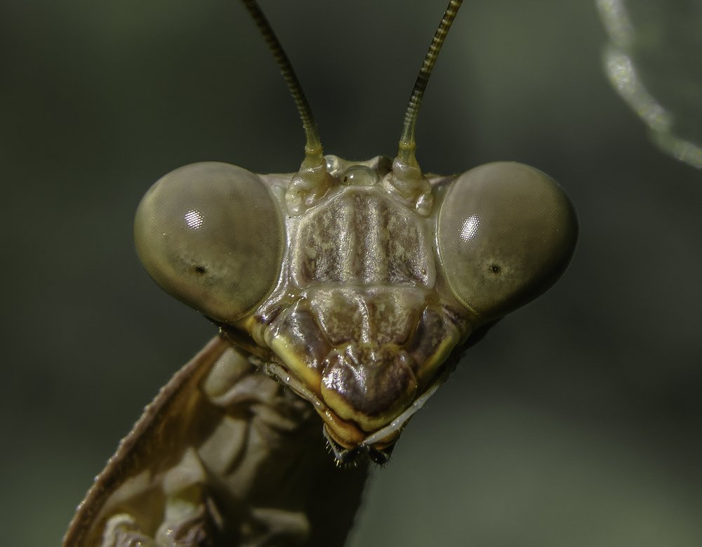 Photograph by Igor Tourovski