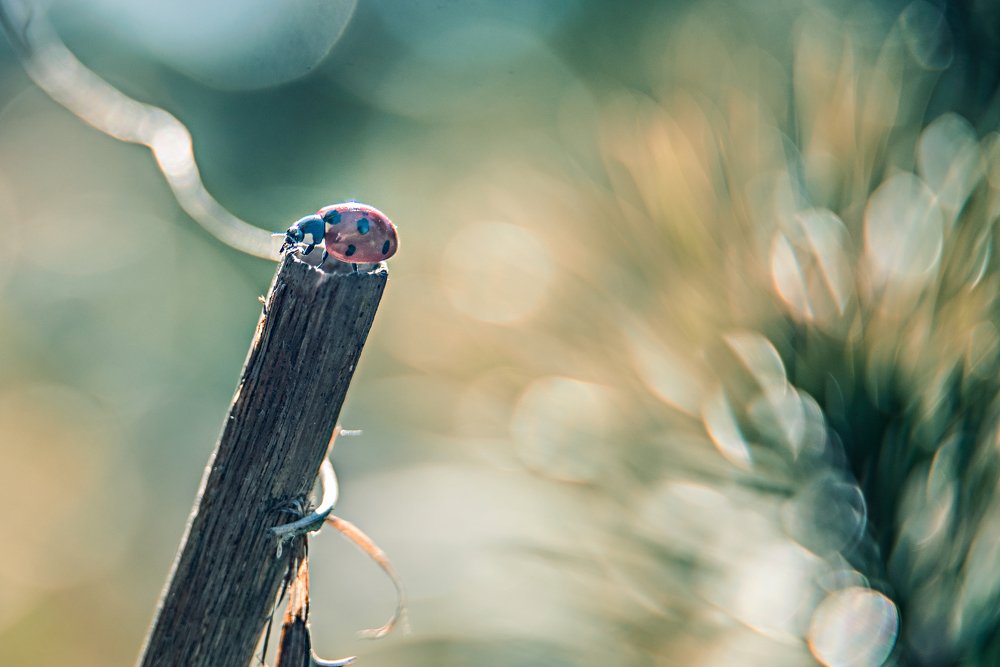 Фотография автора Anna Kajat