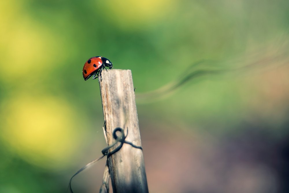 Фотография автора Anna Kajat