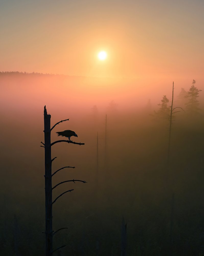Marsh Harrier in Sunrise Fog