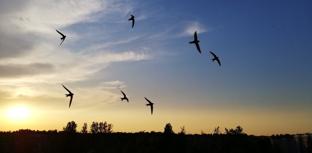 Белые ночи. Полёт ласточек
