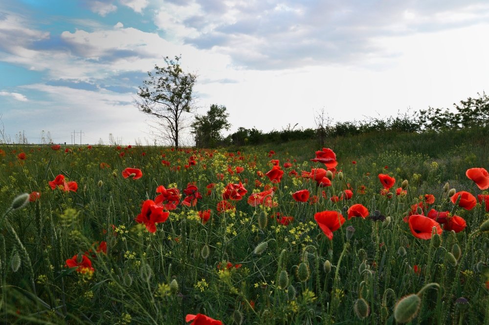 Фотография автора Ирина Якущенко