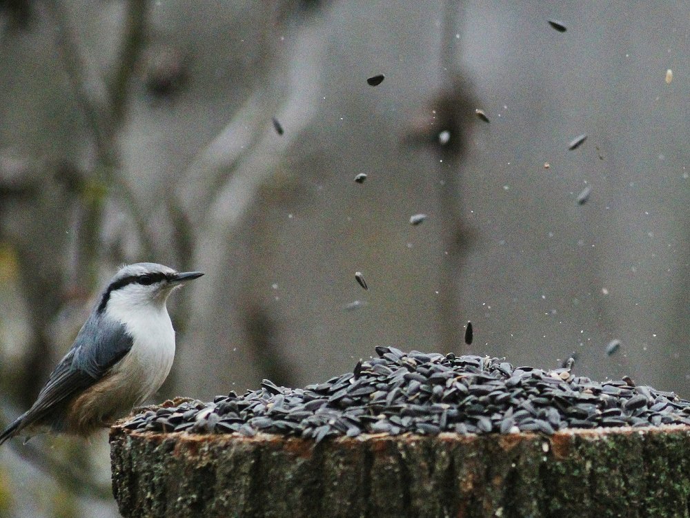 Птичий обед