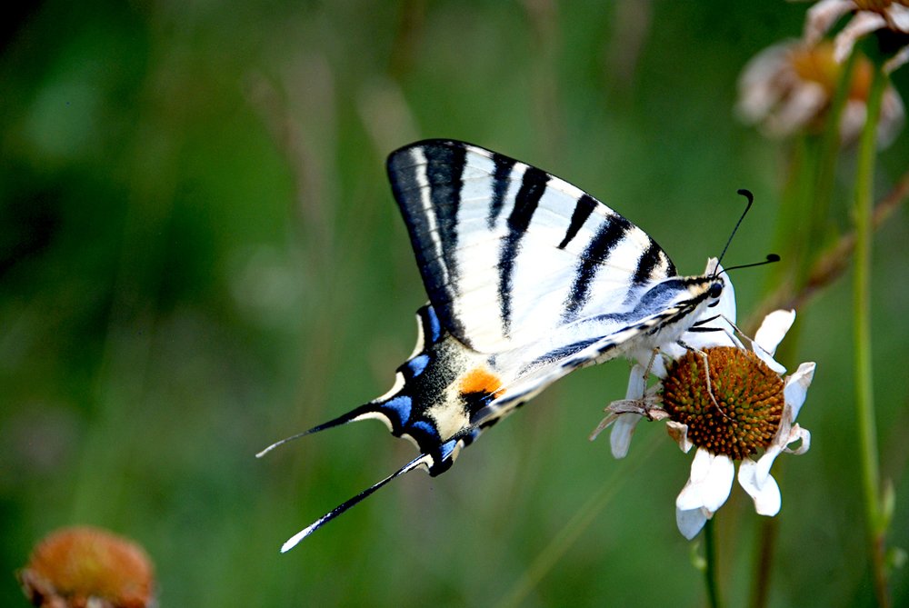 Photograph by Gordana Nikolovska-Dimeska