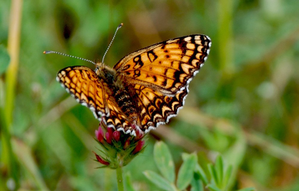 Photograph by Gordana Nikolovska-Dimeska