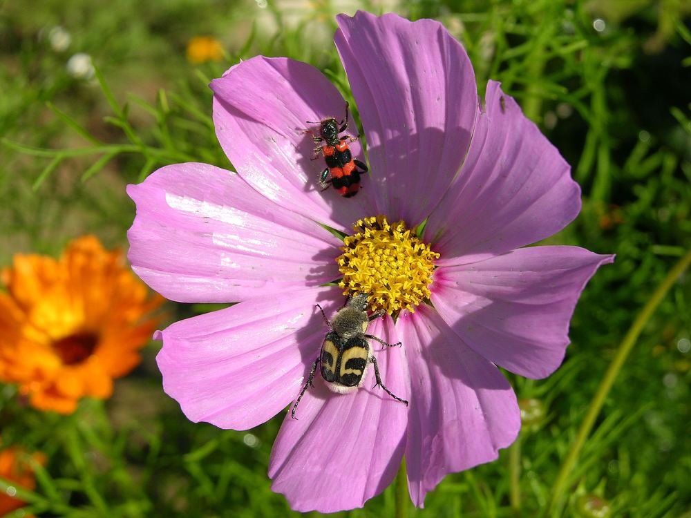 Коммунальная квартира