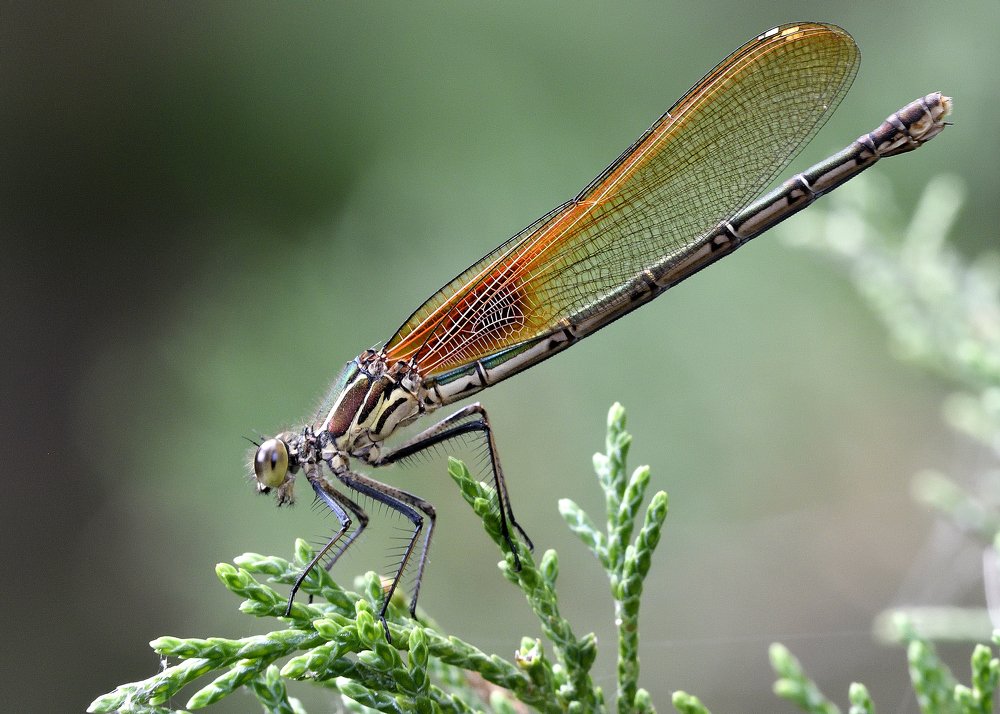 american rubyspot damselfly