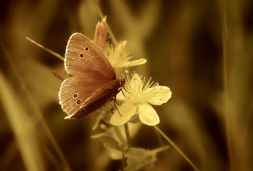 Photograph by Евгения Сафронова