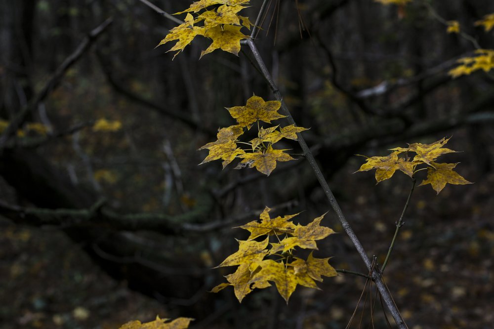 Photograph by Светлана Збраилова