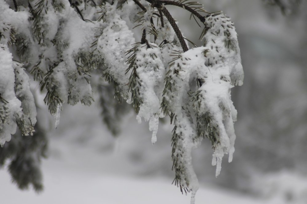 Photograph by Francisco Ferreira