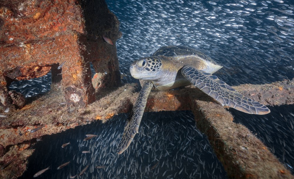 The King of the Wreck