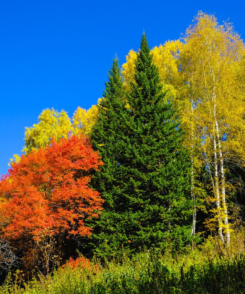 Краски осени