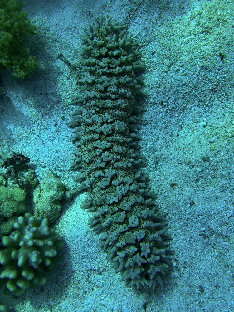 Sea Cucumber