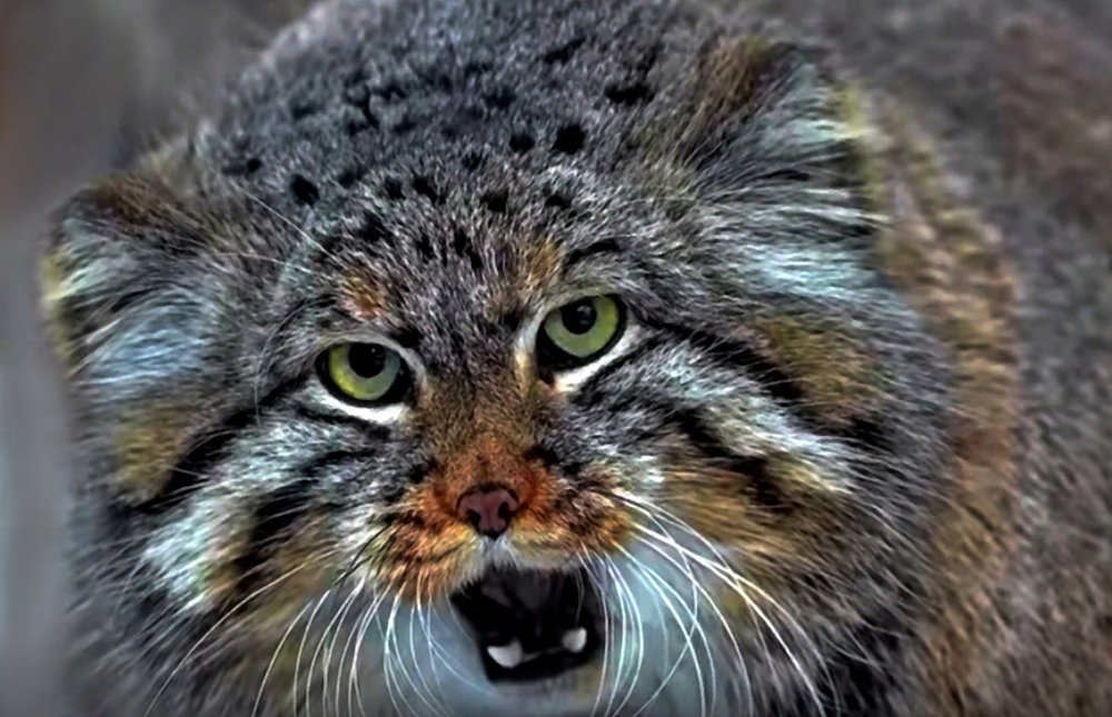 Манул сердится.