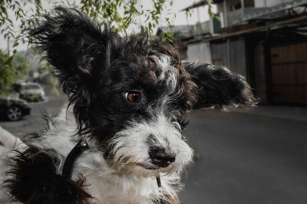 Щенок Локи. "Хочу Домой!"