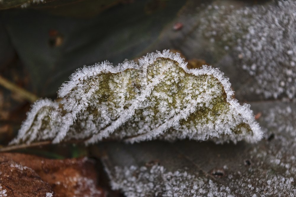 Фотография автора Libardi Gino