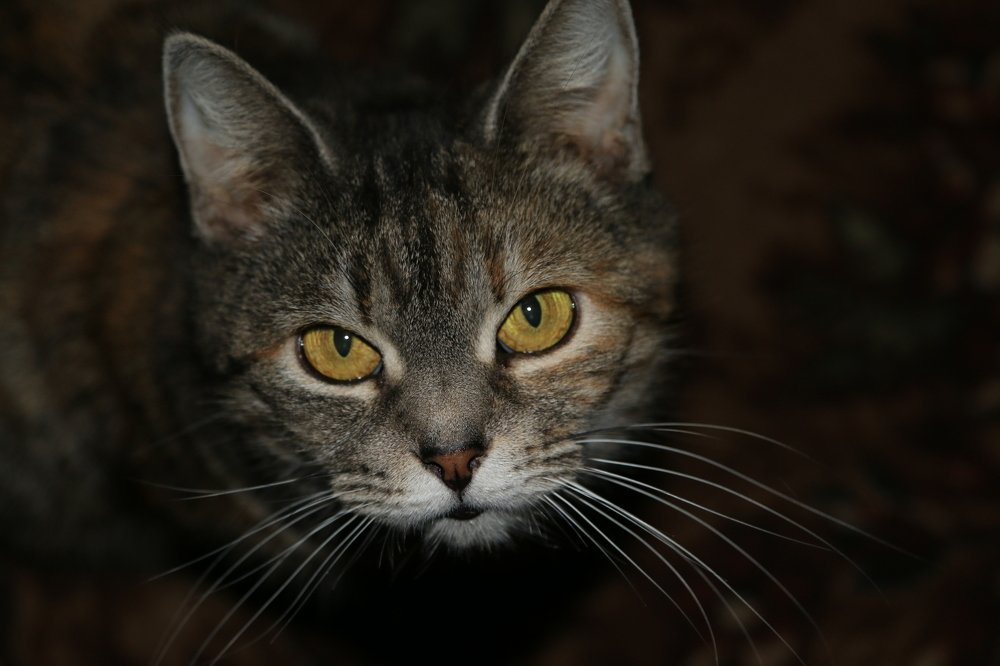 "Ну, что опять у тебя случилось?"